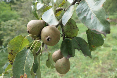 birn6.jpg