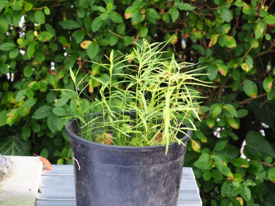 Amsonia Hubrichtii Sämlinge 2021 PA260641.JPG