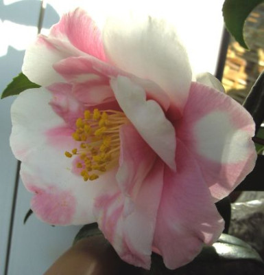 Shibori-egao_19.02._3.JPG