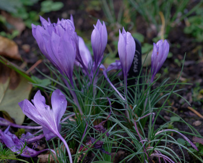 DSC_3203_DxO.jpg