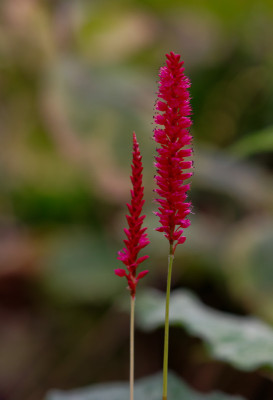 DSC_3211_DxO.jpg