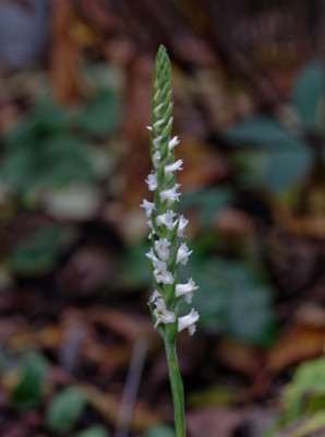 DSC_3214_DxO.jpg