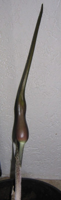 Unbenannt-Echtfarben-001.jpg