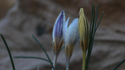Crocus biflorus melantherus.jpg