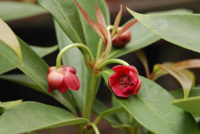 Illicium_jiadifengpi_1160_resize.JPG