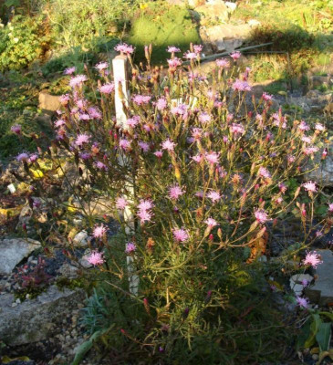 Serratula tinctoria ssp. seoanei21.jpg