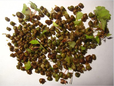 Beg.sutherlandii bulbils.JPG