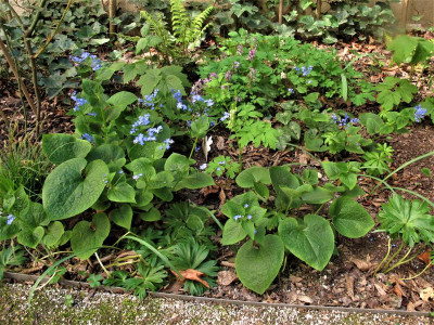Brunnera macrophylla.ig.JPG