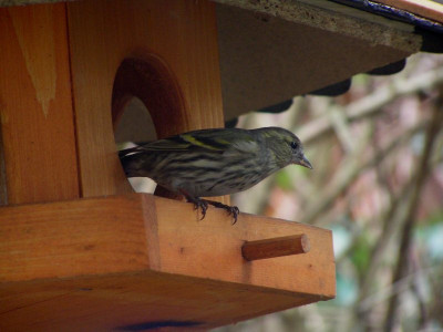 vogelunbekannt.jpg