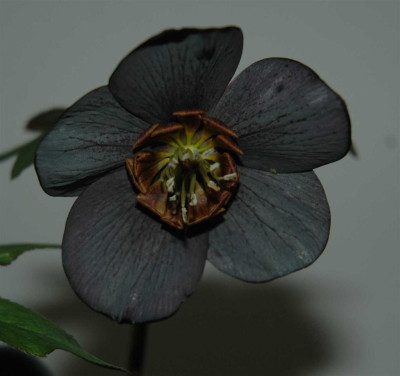 A6018.aJPG_Large.jpg
