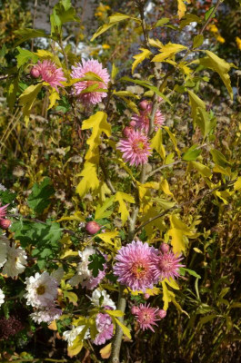 Chrysanthemum-Sämling-rosa.21-5.jpg