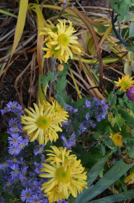Chrysanthemum-Sämling-orange.einfach.21-3.jpg