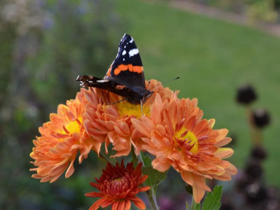 Chrysanthemum-Vreneli.21-2.jpg