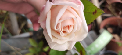 IMG_20211030_110229.jpg