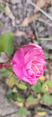 IMG_20211030_110425.jpg