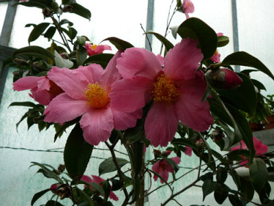 Pink-Granthamiana.jpg