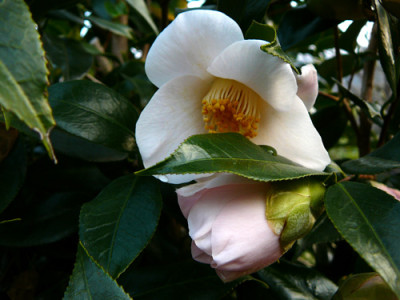 Tendresse_2008.jpg