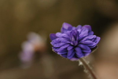 hepatica_nobilis_var_nobilis_lisa_08.jpg