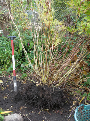2021-10-30 Aruncus 2.jpg
