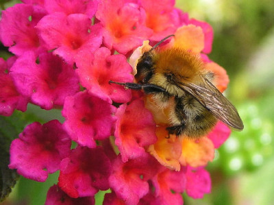 Lantana-Okt-1.jpg