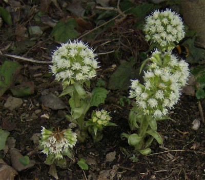 petasites-albus-220208.jpg