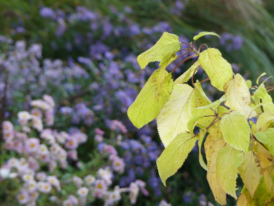 2021-10-30 Gartenimpressionen 2.jpg