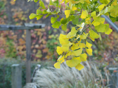 2021-10-30 Gartenimpressionen 3.jpg