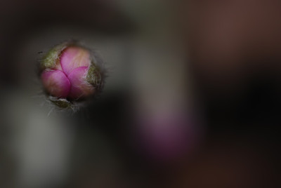 rosa_wird_bald.jpg