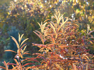 2021-10-30 Gartenimpressionen 14.jpg