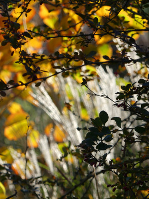 2021-10-30 Gartenimpressionen 19.jpg