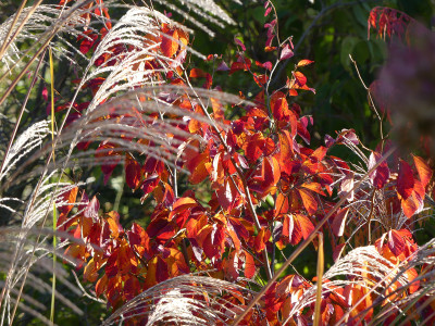2021-10-30 Gartenimpressionen 23.jpg