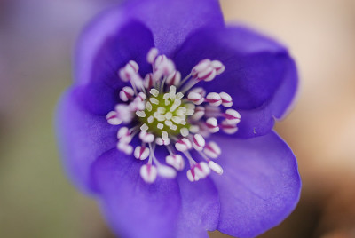 blau_mit_rosa_staubgefaessen.jpg