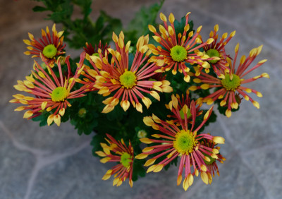 DSC_3365_DxO.jpg