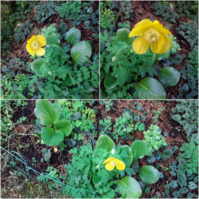 GelbePapaver.jpg