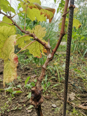 Preoprashenie 20211017.jpg