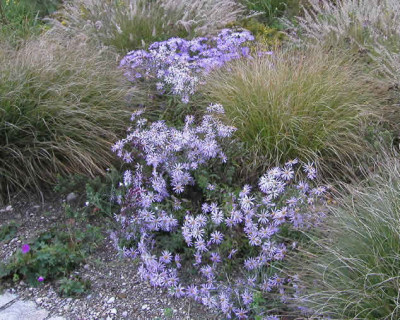 Westpark-Aster.jpg