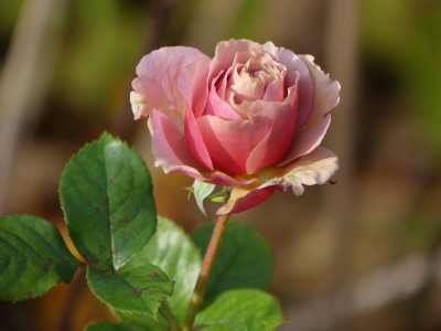 2021_1031OktoberEndeletzter0001.JPG