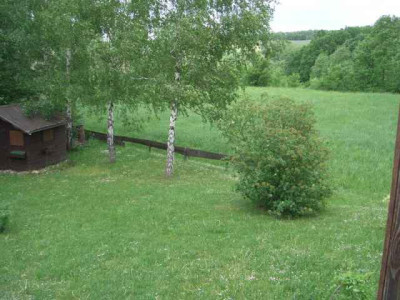 Birken2.jpg