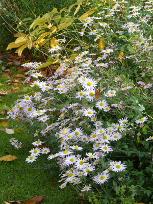 2021-10-31 Chrysanthemum 'L'Innocence' 1.jpg