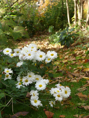 2021-10-31 Chrysanthemum 'Poesie' 1.jpg