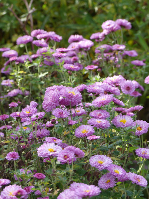 2021-10-31 Chrysanthemum 2.jpg