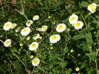 2021-10-31 Chrysanthemum 'Camilla' 1.jpg