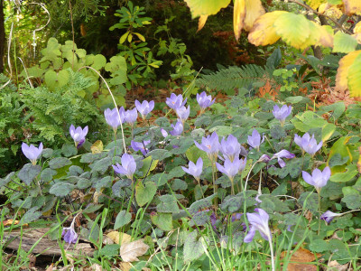 2021-10-31 Crocus speciosus 4.jpg