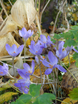 2021-10-31 Crocus speciosus 1.jpg