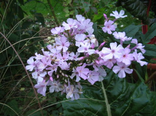 Oktoberphlox_1_1.JPG