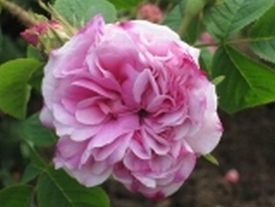 Sangerhauser_Rose_unbekannt_7.jpg