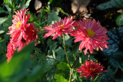 DSCF5301.JPG
