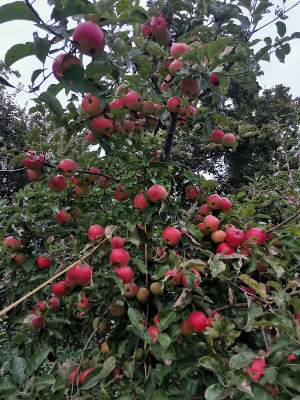 Pinova 20210926.jpg