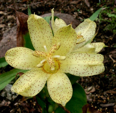 10060011_eTricyrtis_ohsumiensis.JPG