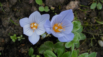 crocus pulchellus 9300078-169.jpg